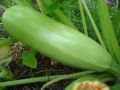 Courges-courgettes